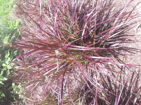 Pennisetum dwarf compact Cheerleader
