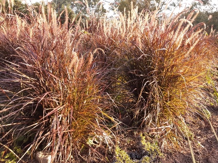Pennisetum dwarf compact Cheerleader
