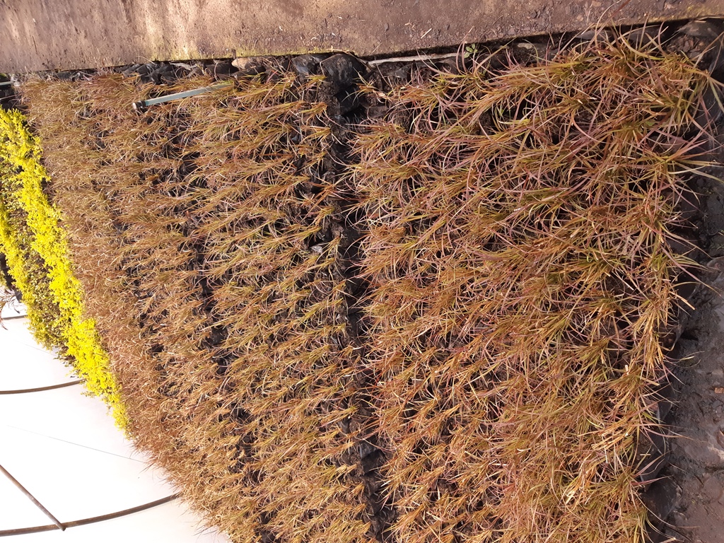 Pennisetum dwarf compact Cheerleader