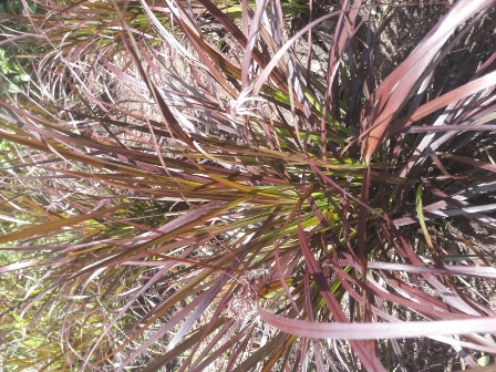 Pennisetum dwarf compact Cheerleader