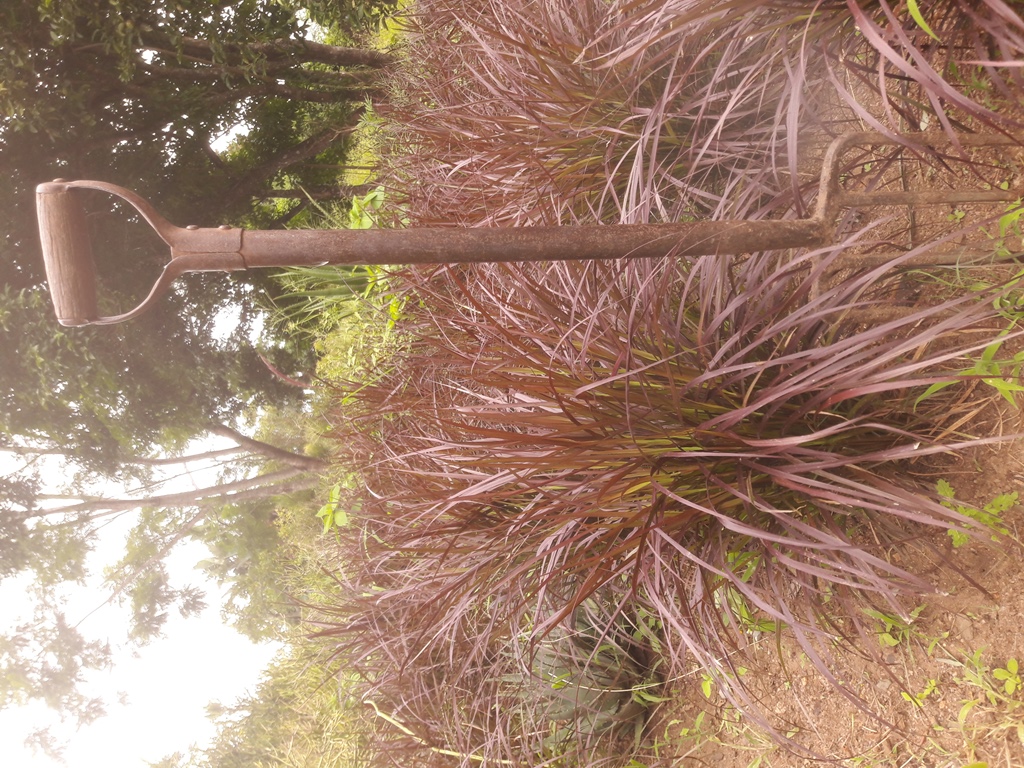 Pennisetum dwarf compact Cheerleader