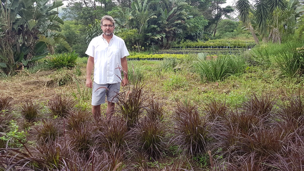 Pennisetum dwarf compact Cheerleader