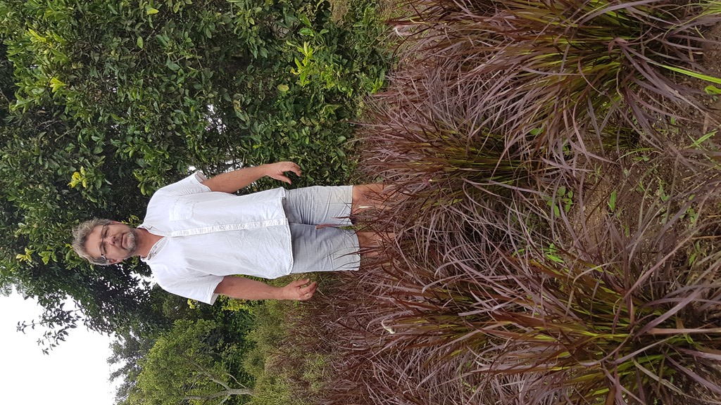 Pennisetum dwarf compact Cheerleader