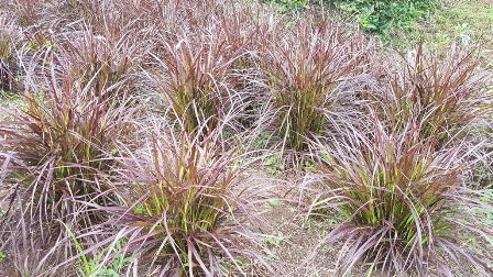 Pennisetum dwarf compact Cheerleader