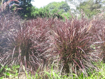 Pennisetum dwarf compact Cheerleader